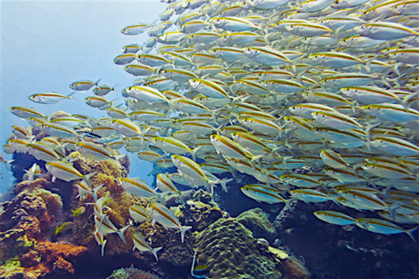 תמונה של להקת דגים מדהימה הקו טאו מתוך אתר טיול לתאילנד עם סגול