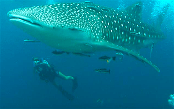 תמונה של כריש לוויתן בקוטאו, אינו מסוכן, תמונה מרהיבה מתוך אתר טיול לתאילנד עם סגול