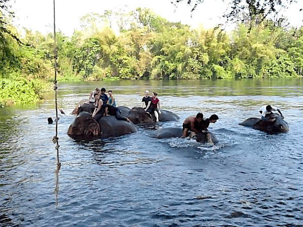 תמונה של רחיצת פילים - אטרקציה חביבה בקנצ'נבורי