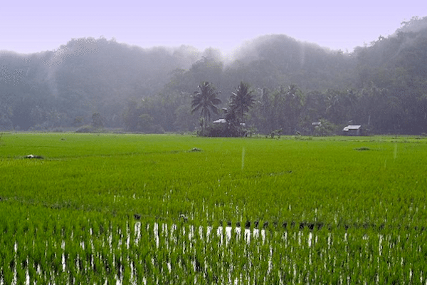 תמונה של שדה אורז מוצף מים מתוך מזג אויר בתאילנד של סגול 