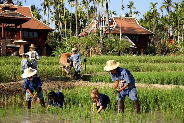 תמונת חקלאים תאילנדים בשתילת האורז